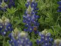 Texas Spring 023